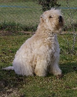 Étalon Irish Soft Coated Wheaten Terrier - Etoile du Clan des Harfangs