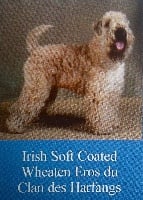 Étalon Irish Soft Coated Wheaten Terrier - CH. Eros dit ernest du Clan des Harfangs