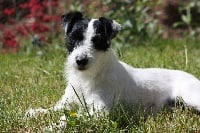 Étalon Jack Russell Terrier - CH. cumbreck Jack the lad