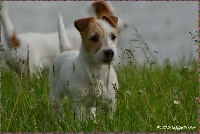 Étalon Jack Russell Terrier - Jdyoti De la tribu de kitchi