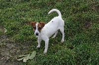 Étalon Jack Russell Terrier - Idalgo a l'ouest des prés de l'abby