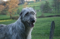 Étalon Levrier Irlandais - Henrietta Of Highland Wolfhound