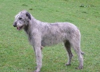 Étalon Levrier Irlandais - Ice Of Highland Wolfhound