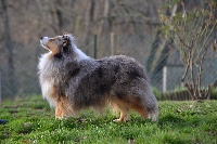Étalon Shetland Sheepdog - Hey jude du Domaine du Carpé