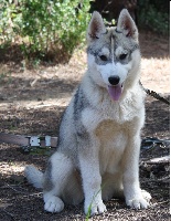 Étalon Siberian Husky - Iukon Wolf Of Sibalt