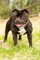 Étalon Staffordshire Bull Terrier - CH. Freestyle Of Fujitara'star