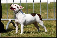Étalon Staffordshire Bull Terrier - Izumis pandora's box