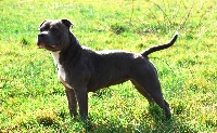 Étalon Staffordshire Bull Terrier - Hashka Of Blue Diamonds City