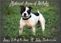 Étalon Staffordshire Bull Terrier - Hysterical dream Of Malzelee