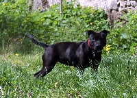 Étalon Staffordshire Bull Terrier - Heyloue beautifull queen (Sans Affixe)