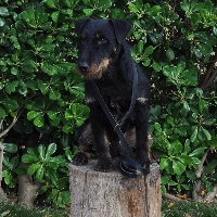 Étalon Terrier de chasse allemand - CH. Don red philip's pet's