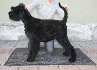 Étalon Terrier noir - I love you de Koslova