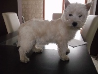 Étalon West Highland White Terrier - Hibis du clos de l'épte