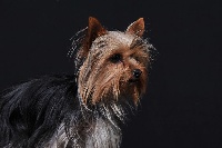 Étalon Yorkshire Terrier - Halu du moulin de madjurie