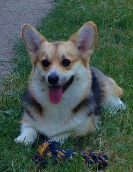 Les Welsh Corgi Pembroke de l'affixe   for to live