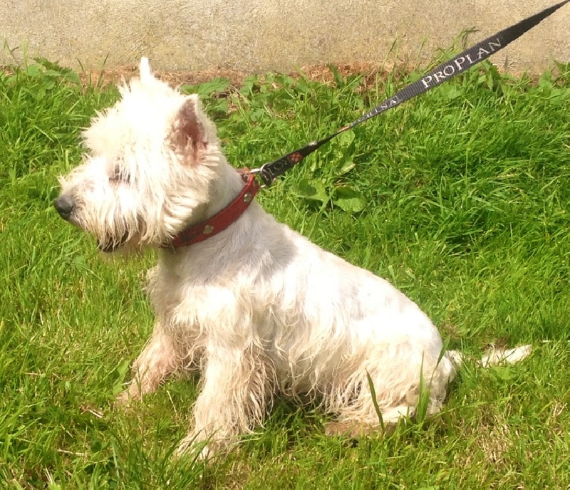 Idefix Du Clos De Lépte Chien De Race Toutes Races En Tous