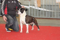 Étalon American Staffordshire Terrier - Huston de massita black