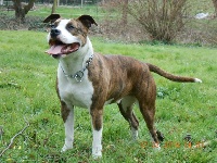 Étalon American Staffordshire Terrier - Hella (Sans Affixe)