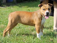 Étalon American Staffordshire Terrier - J'maya precious diamond Sun Of Dream