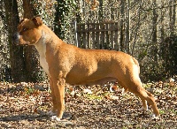 Étalon American Staffordshire Terrier - Sultan's Red indian alfaga
