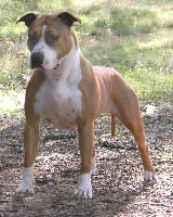 Étalon American Staffordshire Terrier - Alfagacyno Ginger roots power