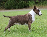 Étalon Bull Terrier - Trick or treat Golden brown