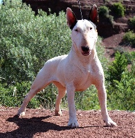 Étalon Bull Terrier - Héra of the little troublemaker