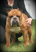 Étalon Bulldog Anglais - Hextrabulls Fat boy