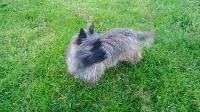 Étalon Cairn Terrier - Galice Ar Frankiz