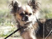Étalon Chihuahua - Ginna de l'oustal d'eloi
