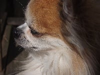 Étalon Chihuahua - Douguy de pors an dour