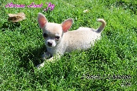 Étalon Chihuahua - Arcane Land Joy
