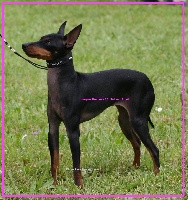Étalon English Toy Terrier - CH. Imagine romance Of tall and small