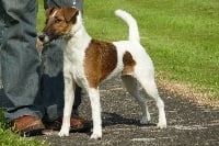 Étalon Fox Terrier Poil lisse - Izarra de l'etang du bois blanc