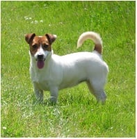 Étalon Jack Russell Terrier - Butterfl 'highland Ice cream