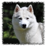 Étalon Siberian Husky - Fatal beauty Of Wolf Siberian Song