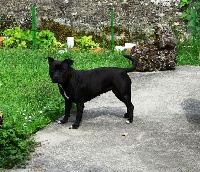 Étalon Staffordshire Bull Terrier - Girly du Gilwesk