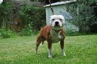 Étalon Staffordshire Bull Terrier - Gang of white head Of Little Red Bully