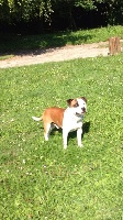 Étalon Staffordshire Bull Terrier - Hecko Of Imperial Little