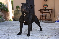 Étalon Staffordshire Bull Terrier - Gossip du temple de Gaïa