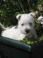 Étalon West Highland White Terrier - Isie Du Clos De Vitalie