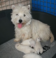 Étalon West Highland White Terrier - Hashley Du coin sauvage
