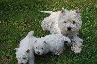 Étalon West Highland White Terrier - Herine (Sans Affixe)