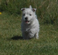 Étalon West Highland White Terrier - Jamas Du mat des oyats