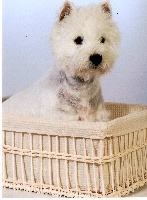 Étalon West Highland White Terrier - Impératrice Of Eloane's Garden