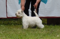 Étalon West Highland White Terrier - CH. I hope the glory de Willycott