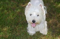 Étalon West Highland White Terrier - Hannah des Périgourdins blancs