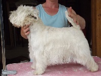 Étalon West Highland White Terrier - Fabulous lord du royaume de sky