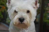 Étalon West Highland White Terrier - Hip hop Du moulin de labatut