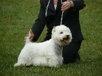 Étalon West Highland White Terrier - Verdy de la Robiniere